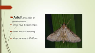 Adultare golden or
yellowish brown.
 Wings have 2-3 dark stripes
 Moths are 10-12mm long.
 Wings expense is 13-15mm.
 