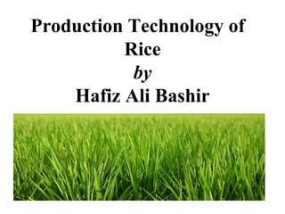 Production Technology of
Rice
by
Hafiz Ali Bashir
 