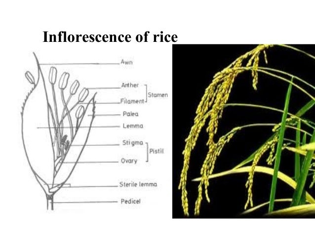anthesis in rice Original article unique mirnome during anthesis in drought-tolerant indica rice var nagina 22 shivani kansal1 • roseeta m devi1 • sonia c balyan1 • mukesh k. anthesis in rice Original article unique mirnome during anthesis in drought-tolerant indica rice var nagina 22 shivani kansal1 • roseeta m devi1 • sonia c balyan1 • mukesh k.