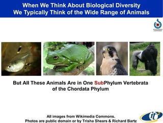 When We Think About Biological Diversity
We Typically Think of the Wide Range of Animals

But All These Animals Are in One SubPhylum Vertebrata
of the Chordata Phylum

All images from Wikimedia Commons.
Photos are public domain or by Trisha Shears & Richard Bartz

 