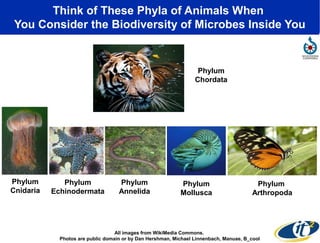 Think of These Phyla of Animals When
You Consider the Biodiversity of Microbes Inside You

Phylum
Chordata

Phylum
Cnidaria

Phylum
Echinodermata

Phylum
Annelida

Phylum
Mollusca

Phylum
Arthropoda

All images from WikiMedia Commons.
Photos are public domain or by Dan Hershman, Michael Linnenbach, Manuae, B_cool

 
