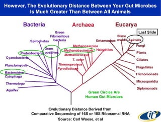However, The Evolutionary Distance Between Your Gut Microbes
Is Much Greater Than Between All Animals

Last Slide

Green Circles Are
Human Gut Microbes
Evolutionary Distance Derived from
Comparative Sequencing of 16S or 18S Ribosomal RNA
Source: Carl Woese, et al

 