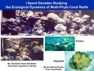 I Spent Decades Studying
the Ecological Dynamics of Multi-Phyla Coral Reefs

Pristine

Degraded
My 120 Gallon Home Salt Water
Coral Reef Aquarium in Illinois

My Snorkeling Photos
From Coral Reefs

 