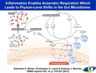 Inflammation Enables Anaerobic Respiration Which
Leads to Phylum-Level Shifts in the Gut Microbiome

Sebastian E. Winter, Christopher A. Lopez & Andreas J. Bäumler,
EMBO reports VOL 14, p. 319-327 (2013)

 