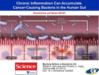 Chronic Inflammation Can Accumulate
Cancer-Causing Bacteria in the Human Gut
Escherichia coli Strain NC101

 