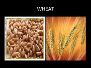 WHEAT
 