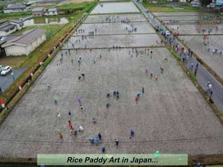 Rice Paddy Art in Japan... 