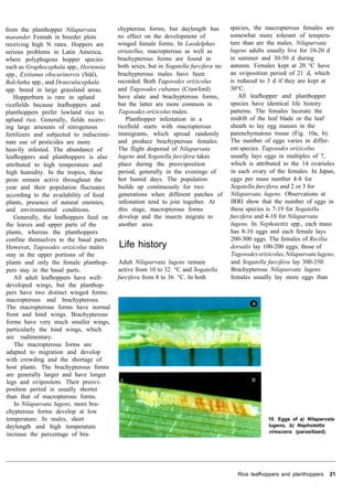 Hopperburn Rice Rice pest book | PDF