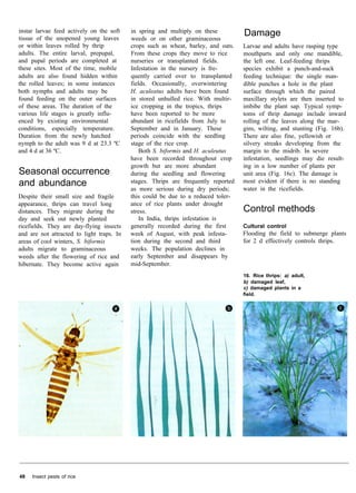 Rice pest book | PDF