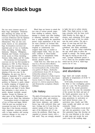 Rice pest book | PDF