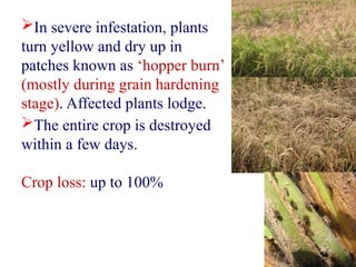 Insect pest of Rice and their management | PPTX