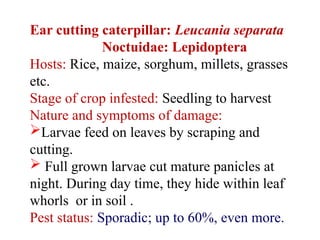 Insect pest of Rice and their management | PPTX