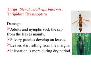 Insect pest of Rice and their management | PPTX