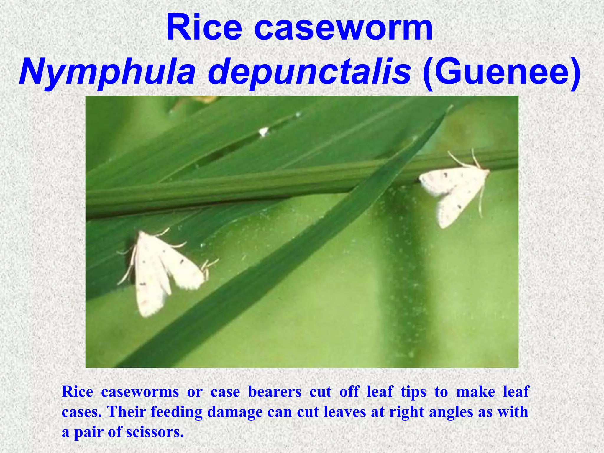 Outsmart Rice Pests & Diseases:  Continuing Education Solutions - 4erfs9p