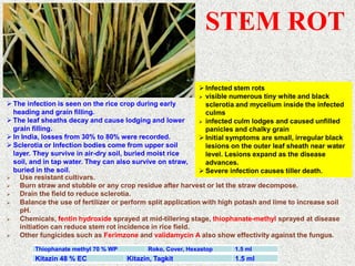 RICE PESTS AND DISEASES RK DE 2022.ppt
