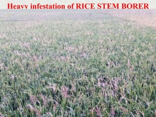 RICE PESTS AND DISEASES RK DE 2022.ppt