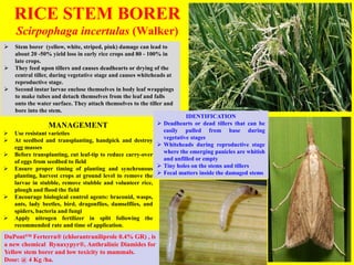 RICE PESTS AND DISEASES RK DE 2022.ppt