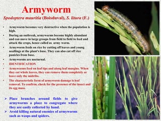 RICE PESTS AND DISEASES RK DE 2022.ppt
