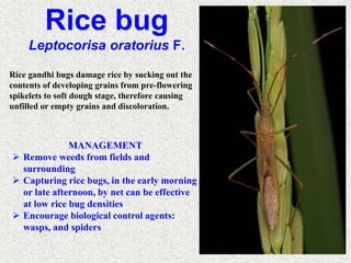 Vietnam Rice Bug RICE PESTS AND DISEASES RK DE 2022.ppt