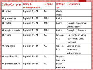 Sativa Complex Ploidy &
chromosome No.
Genome Distribut
ion
Useful Traits
O. sativa Diploid 2n=24 AA World
Wide
O.glaberrima Diploid 2n=24 AgAg Africa
O.barthii Diploid 2n=24 AgAg Africa Drought avoidance,
BLB resistant
O.longistaminata Diploid 2n=24 AgAg Africa Drought tolerance
O.nivara Diploid 2n=24 AA Tropical
Asia
Grassy stunt, virus
resistant& blast
resistant
O.rufipogan Diploid 2n=24 AA Tropical
Asia
Source of cms
,tolerance to
submergence
O.mesidionalis Diploid 2n=24 AA Tropical
Australia
O.glumacepetula Diploid 2n=24 AA South
America
 