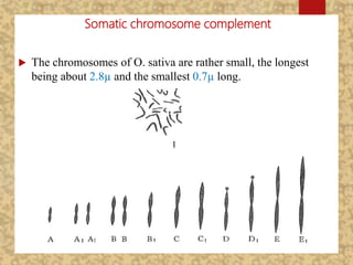 Somatic chromosome complement
 The chromosomes of O. sativa are rather small, the longest
being about 2.8µ and the smallest 0.7µ long.
 