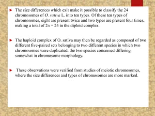  The size differences which exit make it possible to classify the 24
chromosomes of O. sativa L. into ten types. Of these ten types of
chromosomes, eight are present twice and two types are present four times,
making a total of 2n = 24 in the diploid complex.
 The haploid complex of O. sativa may then be regarded as composed of two
different five-paired sets belonging to two different species in which two
chromosomes were duplicated, the two species concerned differing
somewhat in chromosome morphology.
 These observations were verified from studies of meiotic chromosomes,
where the size differences and types of chromosomes are more marked.
 