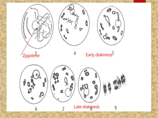 Early diakinesisZygotene
Late diakinesis
 