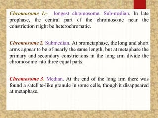 Chromosome 1:- longest chromosome. Sub-median. In late
prophase, the central part of the chromosome near the
constriction might be heterochromatic.
Chromosome 2. Submedian. At prometaphase, the long and short
arms appear to be of nearly the same length, but at metaphase the
primary and secondary constrictions in the long arm divide the
chromosome into three equal parts.
Chromosome 3. Median. At the end of the long arm there was
found a satellite-like granule in some cells, though it disappeared
at metaphase.
 
