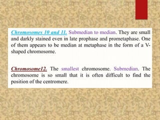 Chromosomes 10 and 11. Submedian to median. They are small
and darkly stained even in late prophase and prometaphase. One
of them appears to be median at metaphase in the form of a V-
shaped chromosome.
Chromosome12. The smallest chromosome. Submedian. The
chromosome is so small that it is often difficult to find the
position of the centromere.
 