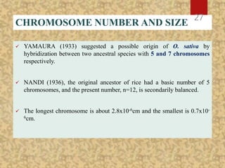 CHROMOSOME NUMBER AND SIZE
 YAMAURA (1933) suggested a possible origin of O. sativa by
hybridization between two ancestral species with 5 and 7 chromosomes
respectively.
 NANDI (1936), the original ancestor of rice had a basic number of 5
chromosomes, and the present number, n=12, is secondarily balanced.
 The longest chromosome is about 2.8x10-6cm and the smallest is 0.7x10-
6cm.
27
 