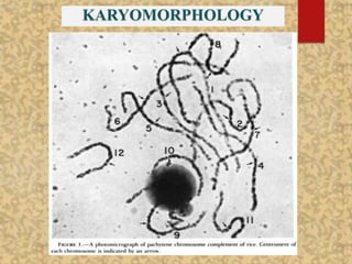 KARYOMORPHOLOGY
 