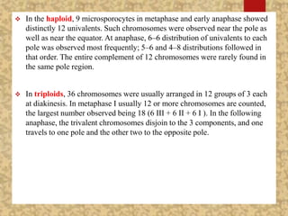  In the haploid, 9 microsporocytes in metaphase and early anaphase showed
distinctly 12 univalents. Such chromosomes were observed near the pole as
well as near the equator. At anaphase, 6–6 distribution of univalents to each
pole was observed most frequently; 5–6 and 4–8 distributions followed in
that order. The entire complement of 12 chromosomes were rarely found in
the same pole region.
 In triploids, 36 chromosomes were usually arranged in 12 groups of 3 each
at diakinesis. In metaphase I usually 12 or more chromosomes are counted,
the largest number observed being 18 (6 III + 6 II + 6 I ). In the following
anaphase, the trivalent chromosomes disjoin to the 3 components, and one
travels to one pole and the other two to the opposite pole.
 