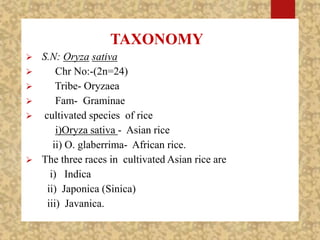 TAXONOMY
 S.N: Oryza sativa
 Chr No:-(2n=24)
 Tribe- Oryzaea
 Fam- Graminae
 cultivated species of rice
i)Oryza sativa - Asian rice
ii) O. glaberrima- African rice.
 The three races in cultivated Asian rice are
i) Indica
ii) Japonica (Sinica)
iii) Javanica.
 