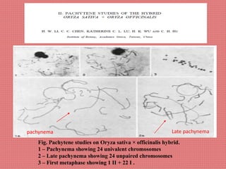 Fig. Pachytene studies on Oryza sativa × officinalis hybrid.
1 – Pachynema showing 24 univalent chromosomes
2 – Late pachynema showing 24 unpaired chromosomes
3 – First metaphase showing 1 II + 22 I .
pachynema Late pachynema
 