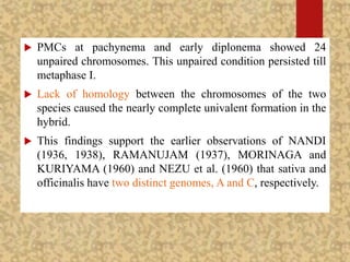  PMCs at pachynema and early diplonema showed 24
unpaired chromosomes. This unpaired condition persisted till
metaphase I.
 Lack of homology between the chromosomes of the two
species caused the nearly complete univalent formation in the
hybrid.
 This findings support the earlier observations of NANDI
(1936, 1938), RAMANUJAM (1937), MORINAGA and
KURIYAMA (1960) and NEZU et al. (1960) that sativa and
officinalis have two distinct genomes, A and C, respectively.
 