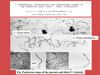 Fig. Pachytene stage of the parents and their F 1 hybrid.
1 – Oryza sativa
2 – Oryza australiensis.
HYB
 