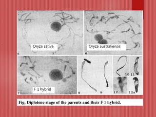 Fig. Diplotene stage of the parents and their F 1 hybrid.
.
Oryza sativa Oryza australiensis
F 1 hybrid
 