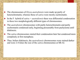  The chromosomes of Oryza australiensis were made up partly of
heterochromatin, whereas those of sativa were mostly euchromatin.
 In the F 1 hybrid of sativa × australiensis there was differential condensation
in these two morphologically different types of chromosomes.
 The australiensis chromosomes with partly heterochromatin and partly
euchromatin condensed early, beginning presumably from pachynema until
diakinesis.
 The sativa chromosomes started their condensation later but condensed more
completely at first metaphase.
 Thus, before diakinesis, the australiensis chromosomes were stained darker
and were 2-4 times the size of the sativa chromosomes at MI-AI.
 