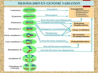 MEIOSIS-DRIVEN GENOME VARIATION
 