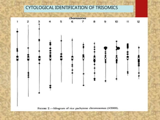 CYTOLOGICAL IDENTIFICATION OF TRISOMICS
 