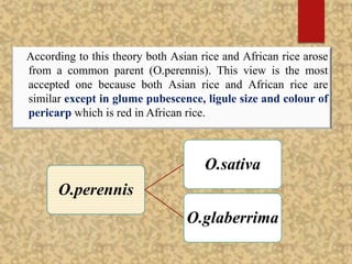 According to this theory both Asian rice and African rice arose
from a common parent (O.perennis). This view is the most
accepted one because both Asian rice and African rice are
similar except in glume pubescence, ligule size and colour of
pericarp which is red in African rice.
O.perennis
O.sativa
O.glaberrima
 