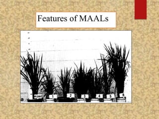 Features of MAALs
 
