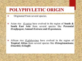 POLYPHYLETIC ORIGIN
 Originated From several species.
 Asian rice O.sativa have evolved in the region of South &
South East Asia from several species like Perennial
O.rufipogon; Annual O.nivara and O.spontanea.
 African rice O.glaberrima have evolved in the region of
Tropical Africa from several species like O.longistaminata;
O.barthii; O.Staffii.
 