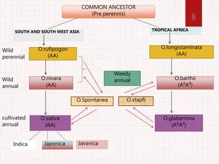 8
COMMON ANCESTOR
(Pre perennis)
SOUTH AND SOUTH WEST ASIA TROPICAL AFRICA
O.rufipogon
(AA)
O.longistaminata
(AA)
O.nivara
(AA)
O.barthii
(Ag
Ag
)
O.sativa
(AA)
O.glaberrima
(Ag
Ag
)
O.Spontanea O.stapfi
Weedy
annual
Indica Japonica Javanica
Wild
perennial
Wild
annual
cultivated
annual
 