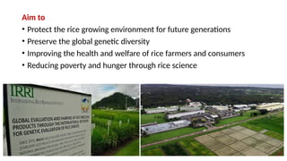 Hunger And Rice Visualisation Rice ppt.pptx food sciecen and ................. | PPTX