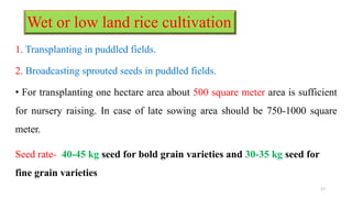 Wet or low land rice cultivation
1. Transplanting in puddled fields.
2. Broadcasting sprouted seeds in puddled fields.
• For transplanting one hectare area about 500 square meter area is sufficient
for nursery raising. In case of late sowing area should be 750-1000 square
meter.
Seed rate- 40-45 kg seed for bold grain varieties and 30-35 kg seed for
fine grain varieties
17
 
