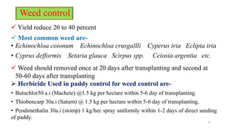 Weed control
 Yield reduce 20 to 40 percent
 Most common weed are-
• Echinochloa coionum Echinochloa crusgallli Cyperus iria Eclipta iria
• Cyprus defformis Setaria glauca Scirpus spp. Ceiosia argentia etc.
 Weed should removed once at 20 days after transplanting and second at
50-60 days after transplanting
 Herbicide Used in paddy control for weed control are-
• Butachlor50 a.i (Machete) @1.5 kg per hectare within 5-6 day of transplanting.
• Thiobencarp 30a.i (Saturn) @ 1.5 kg per hectare within 5-6 day of transplanting.
• Pendimethalin 30a.i (stomp) 1 kg/hec spray uniformly within 1-2 days of direct seeding
of paddy.
24
 