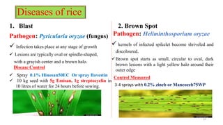 Diseases of rice
1. Blast
Pathogen: Pyricularia oryzae (fungus)
 Infection takes place at any stage of growth
 Lesions are typically oval or spindle-shaped,
with a grayish center and a brown halo.
Disease Control
 Spray 0.1% Hinosan50EC Or spray Bavestin
 10 kg seed with 5g Emisan, 1g streptocyclin in
10 litres of water for 24 hours before sowing.
2. Brown Spot
Pathogen: Heliminthosporium oryzae
 kernels of infected spikelet become shriveled and
discoloured.
Brown spot starts as small, circular to oval, dark
brown lesions with a light yellow halo around their
outer edge
Control Measured
3-4 sprays with 0.2% zineb or Mancozeb75WP
25
 