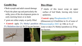 Gundhi Bug
Both nymph and adult caused damage
Suck the plant sap and particularly the
milky juice of the development grains in
early morning hours or at dusk
 grain are either empty or partly filled
• Control- apply 2% Methyl parathion or
5% Malathion dust @ 20-25 kg per hectare.
Rice-Hispa
 Adults of this insect scrap on upper
surface of leaf blade, leaving only lower
epidermis.
Control- spray Phosphamidon 85 SL
(Dimecron) @ 0.5milliliter in 1L of water of
Monocrotophos 36EC @ 1ML in 1L of
water or dust 2% Methyl parathion @ 20 kg
per hectare.
28
 