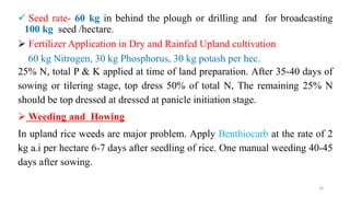  Seed rate- 60 kg in behind the plough or drilling and for broadcasting
100 kg seed /hectare.
 Fertilizer Application in...